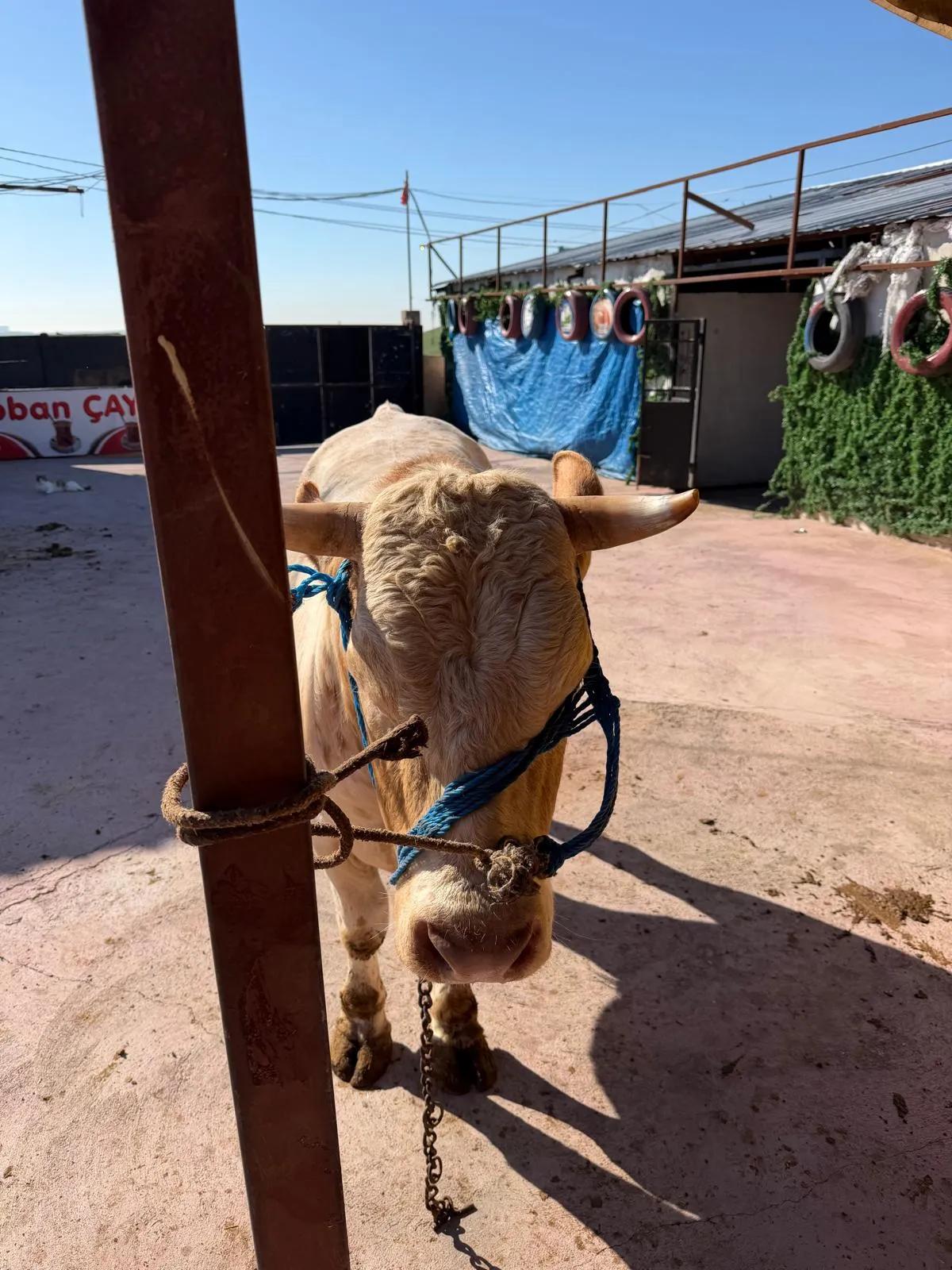 Simmental