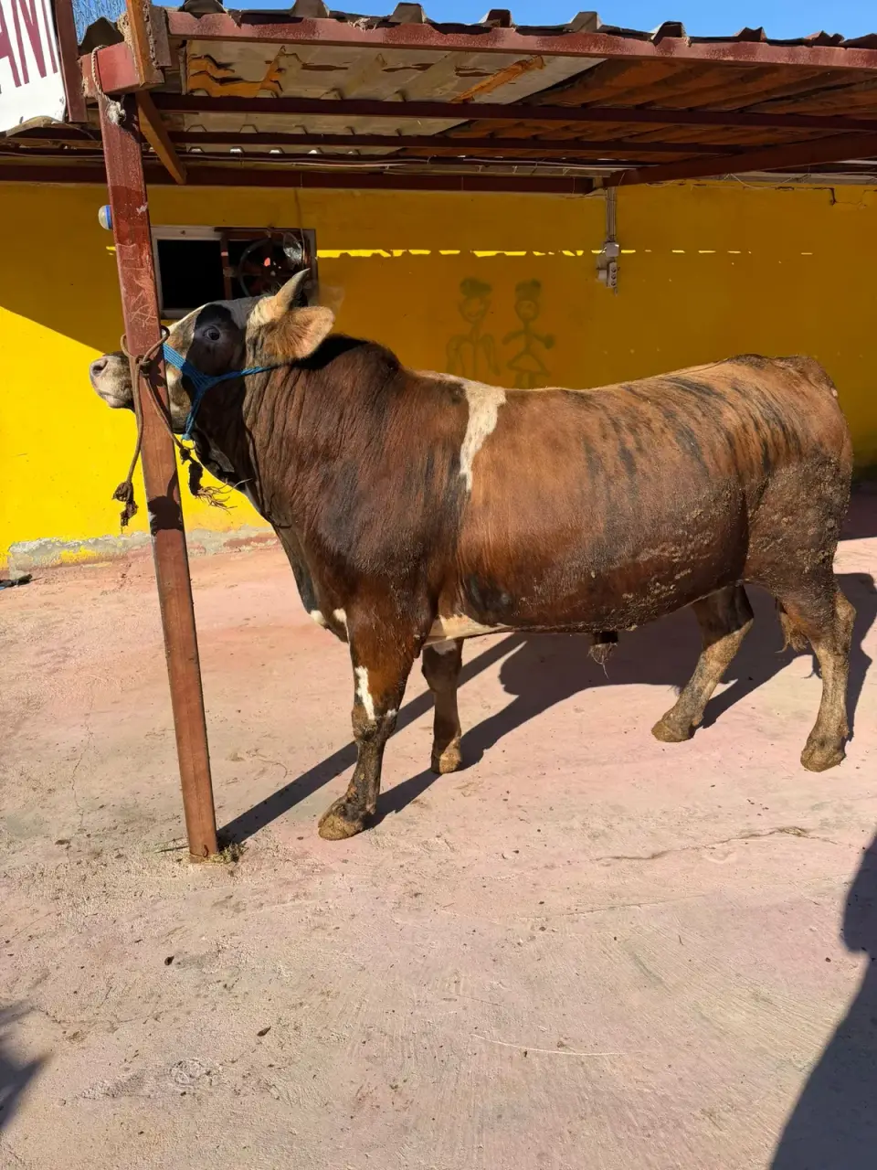 Y12-Simmental