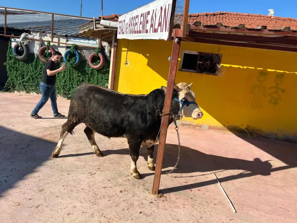 Y6-Simmental görsel 3