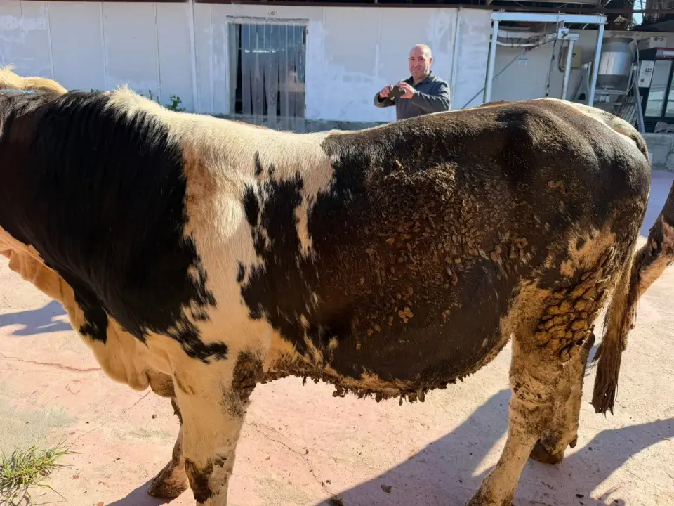 Y8-Simmental görsel 2