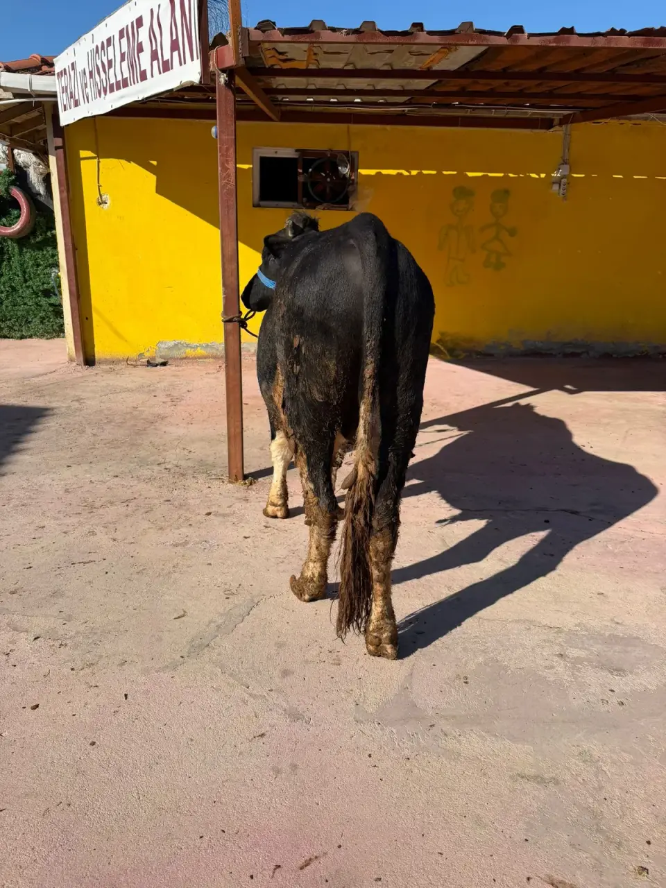 Y10-Simmental görsel 3