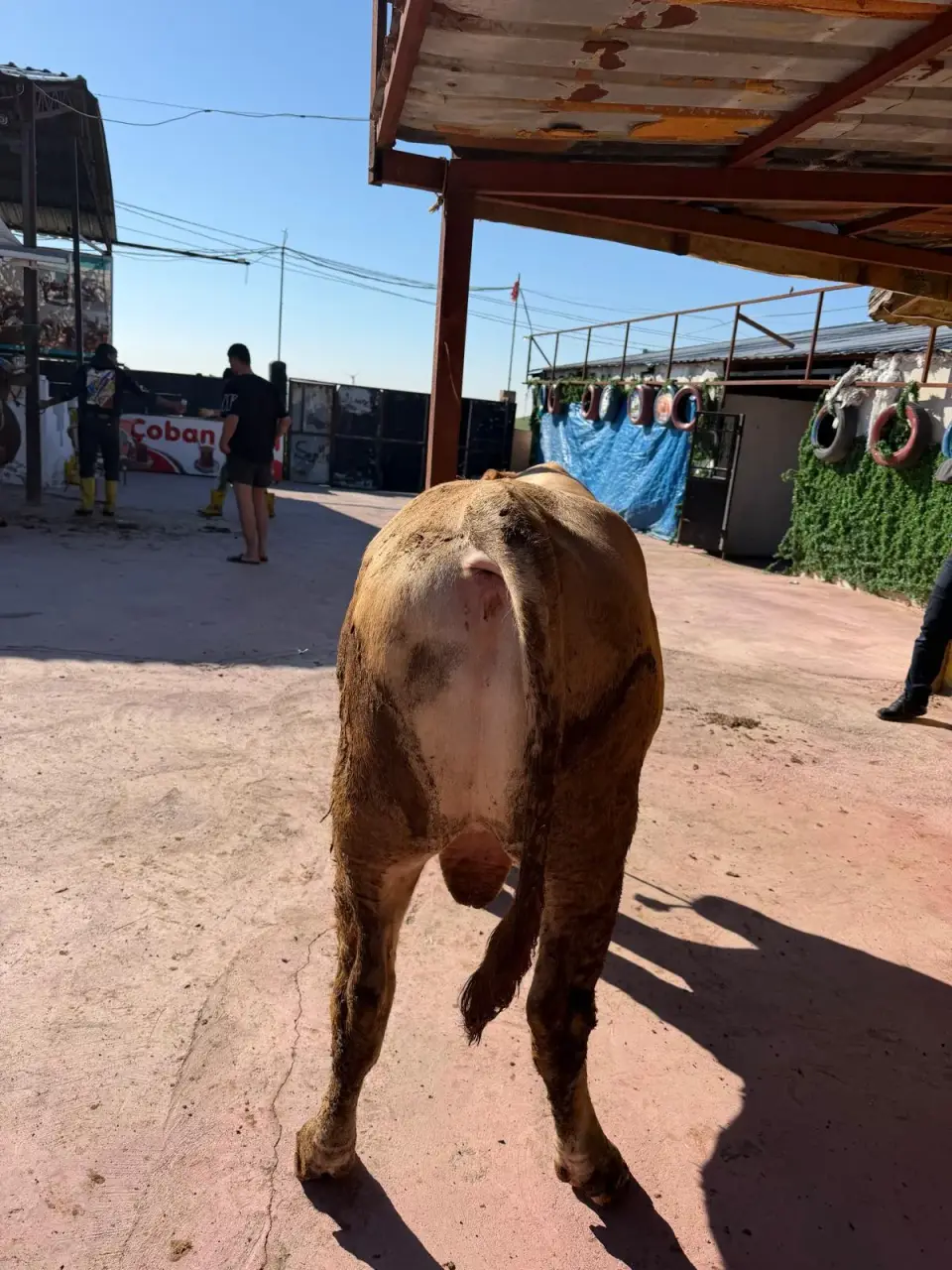 Y4-Simmental görsel 4