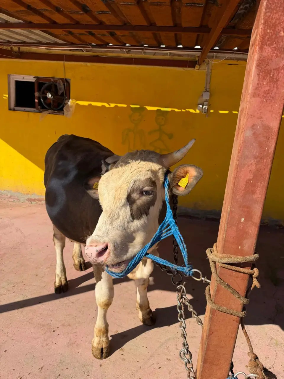 Y3-Simmental görsel 2