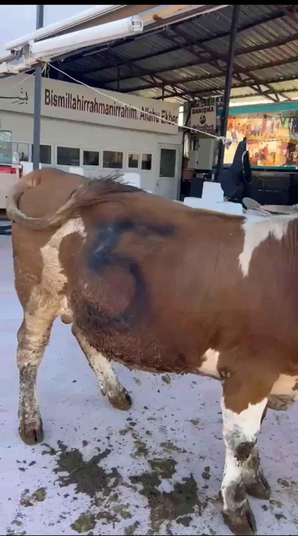 Y5-Simmental görsel 2