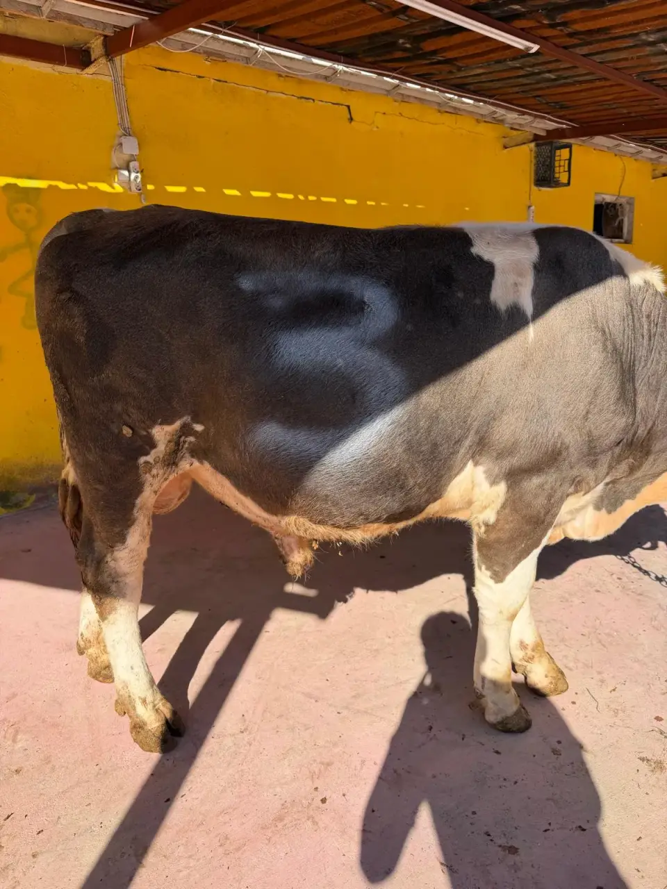 Y3-Simmental görsel 3
