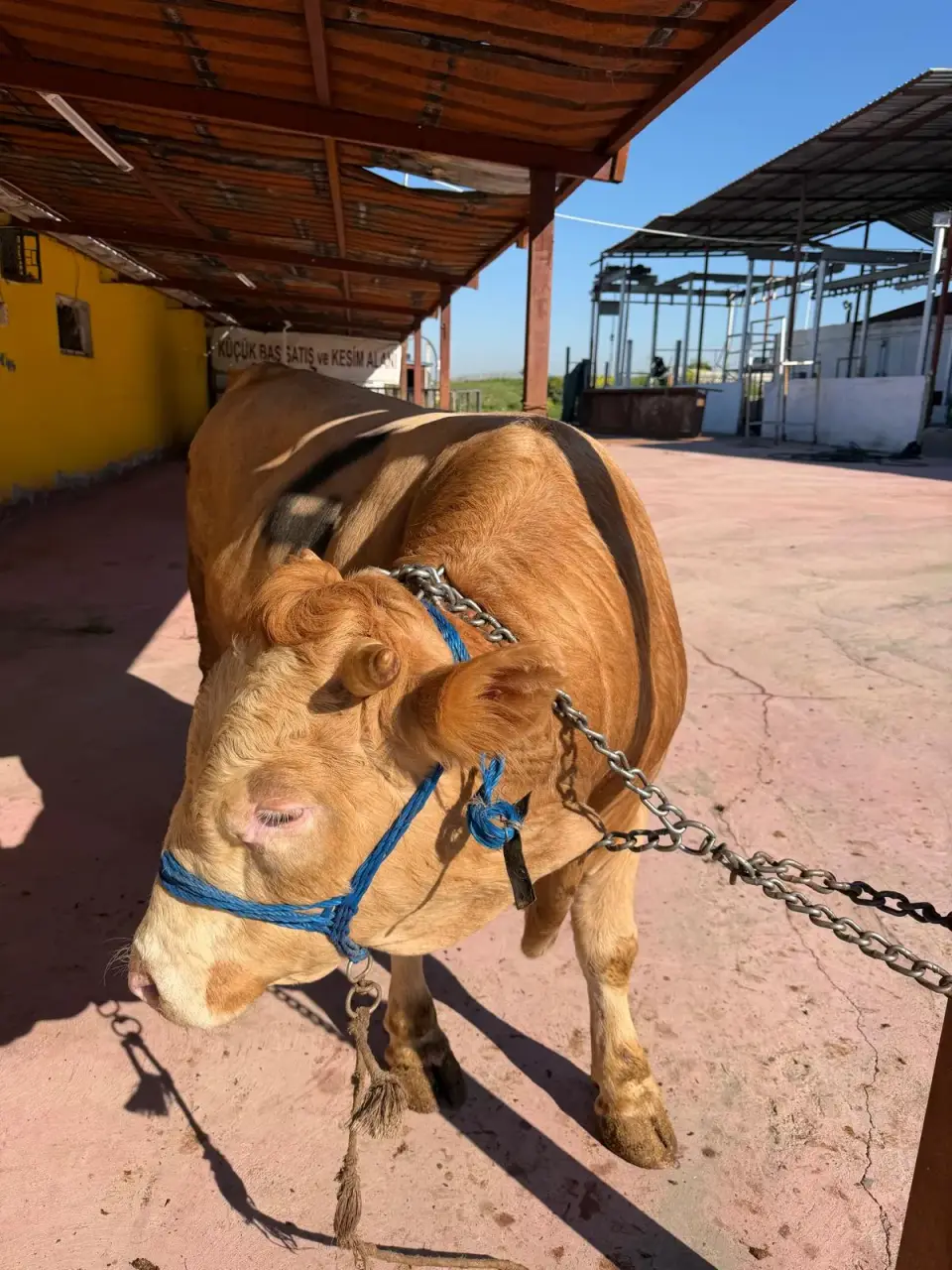 Y4-Simmental görsel 2
