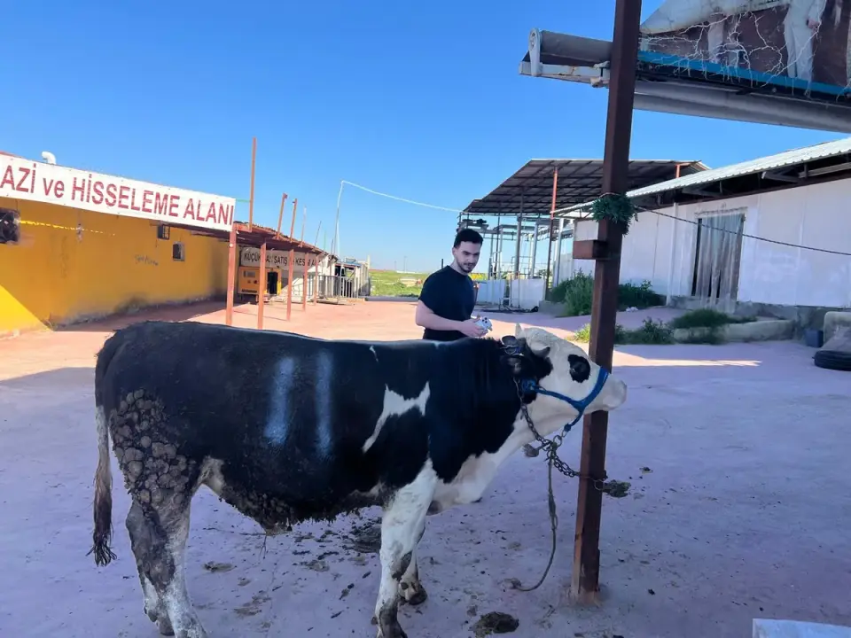 Y11-Simmental görsel 2