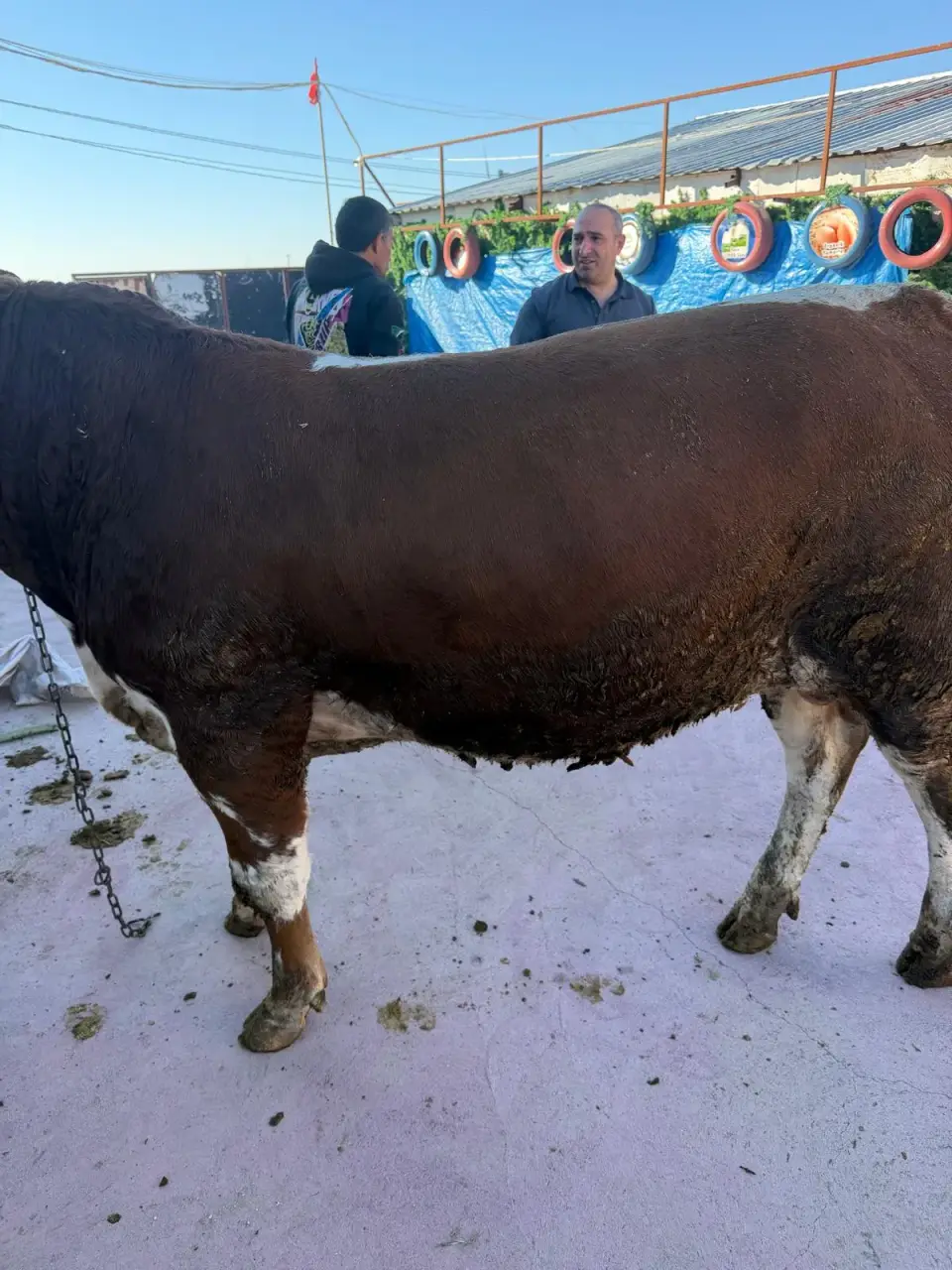 Y13-Simmental görsel 3