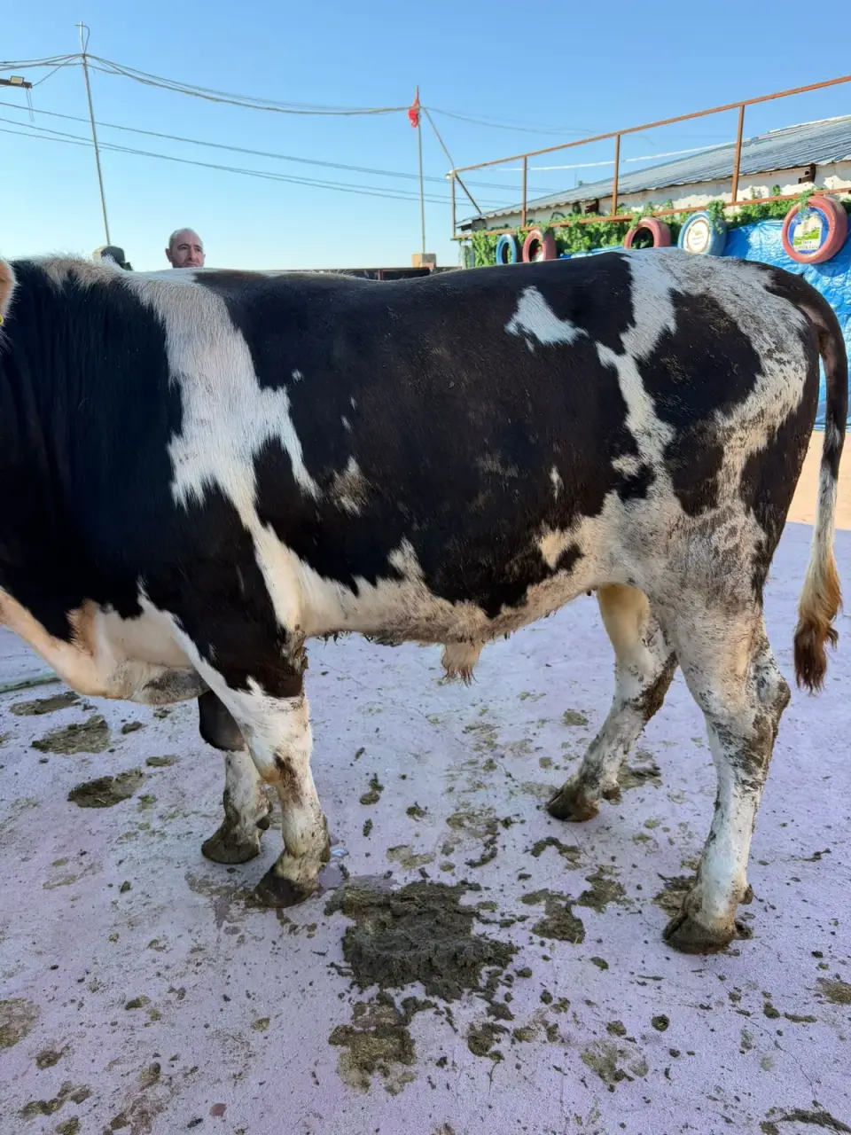 Y9-Simmental görsel 3