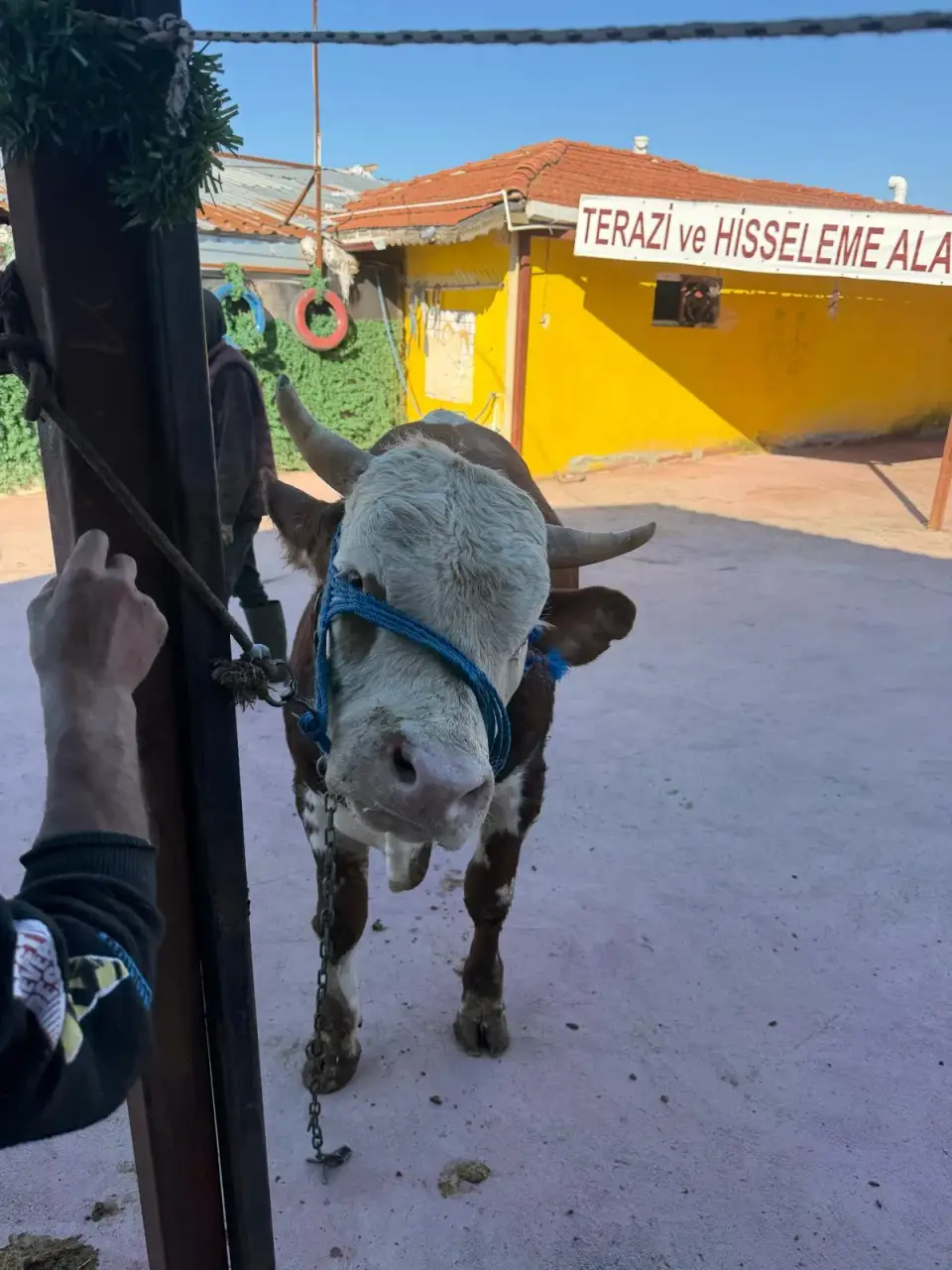 Y13-Simmental görsel 2