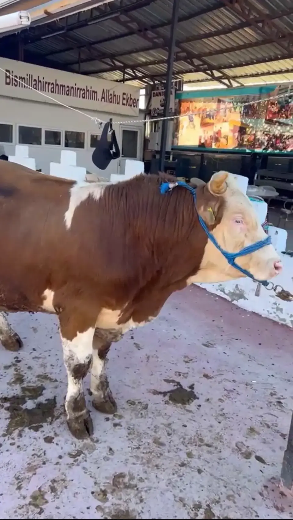 Y5-Simmental görsel 4