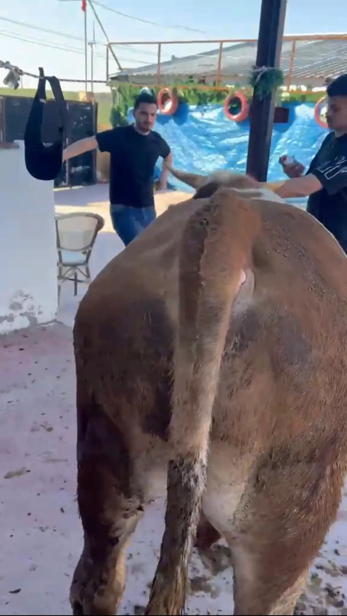 Y5-Simmental görsel 3