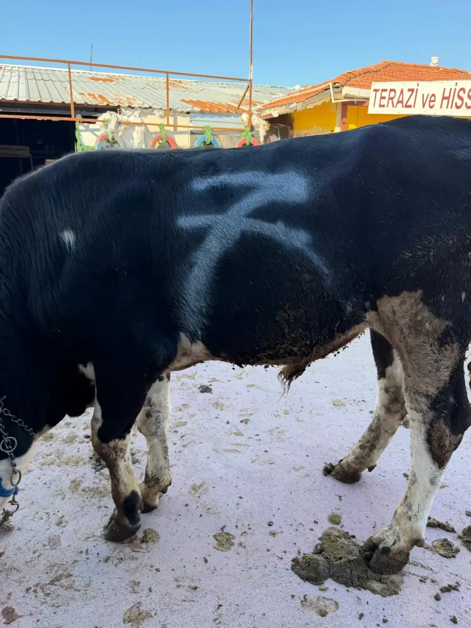 Y7-Simmental görsel 3