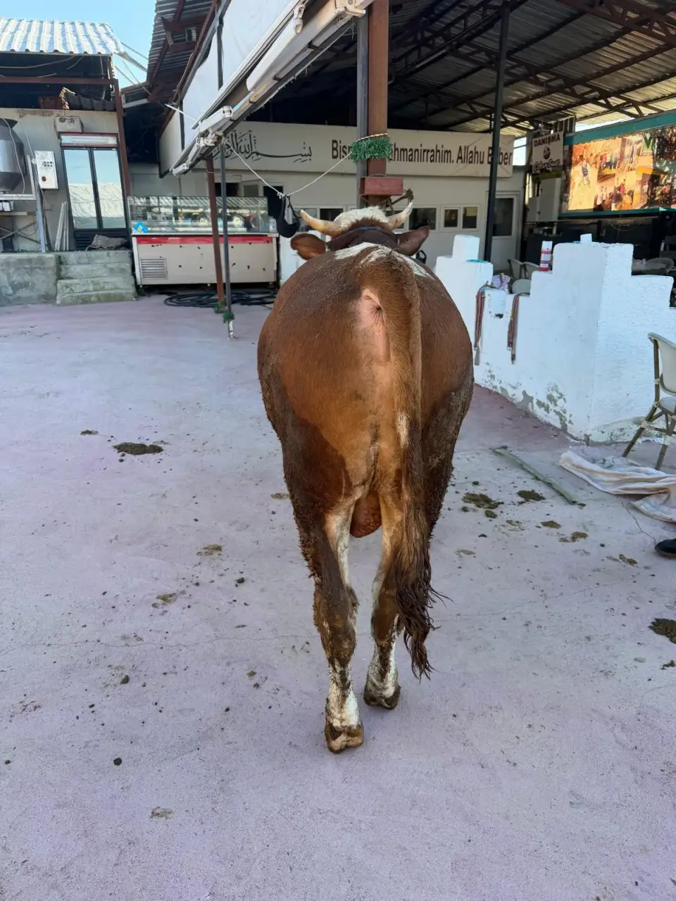Y13-Simmental görsel 4