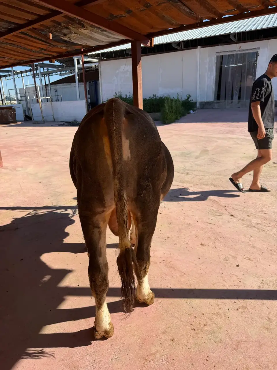 Y3-Simmental görsel 4