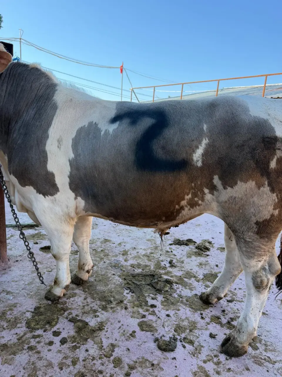 Y2-Simmental görsel 3