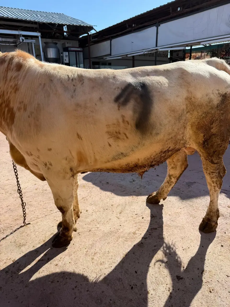 Y1-Simmental