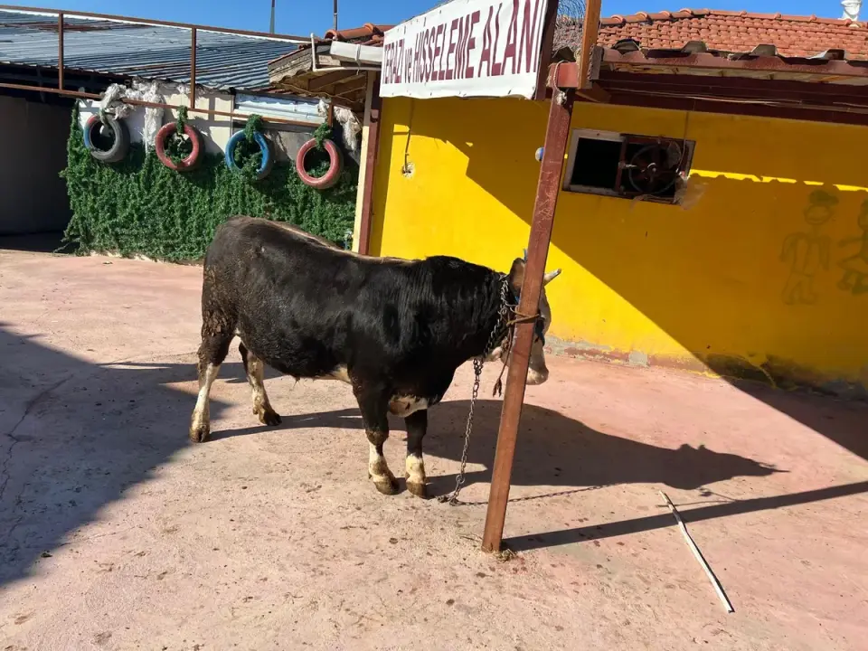 Y6-Simmental görsel 2