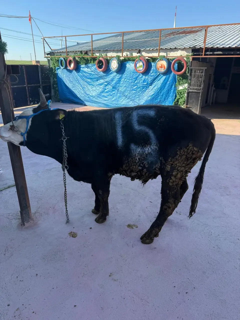 Y15-Simmental görsel 2