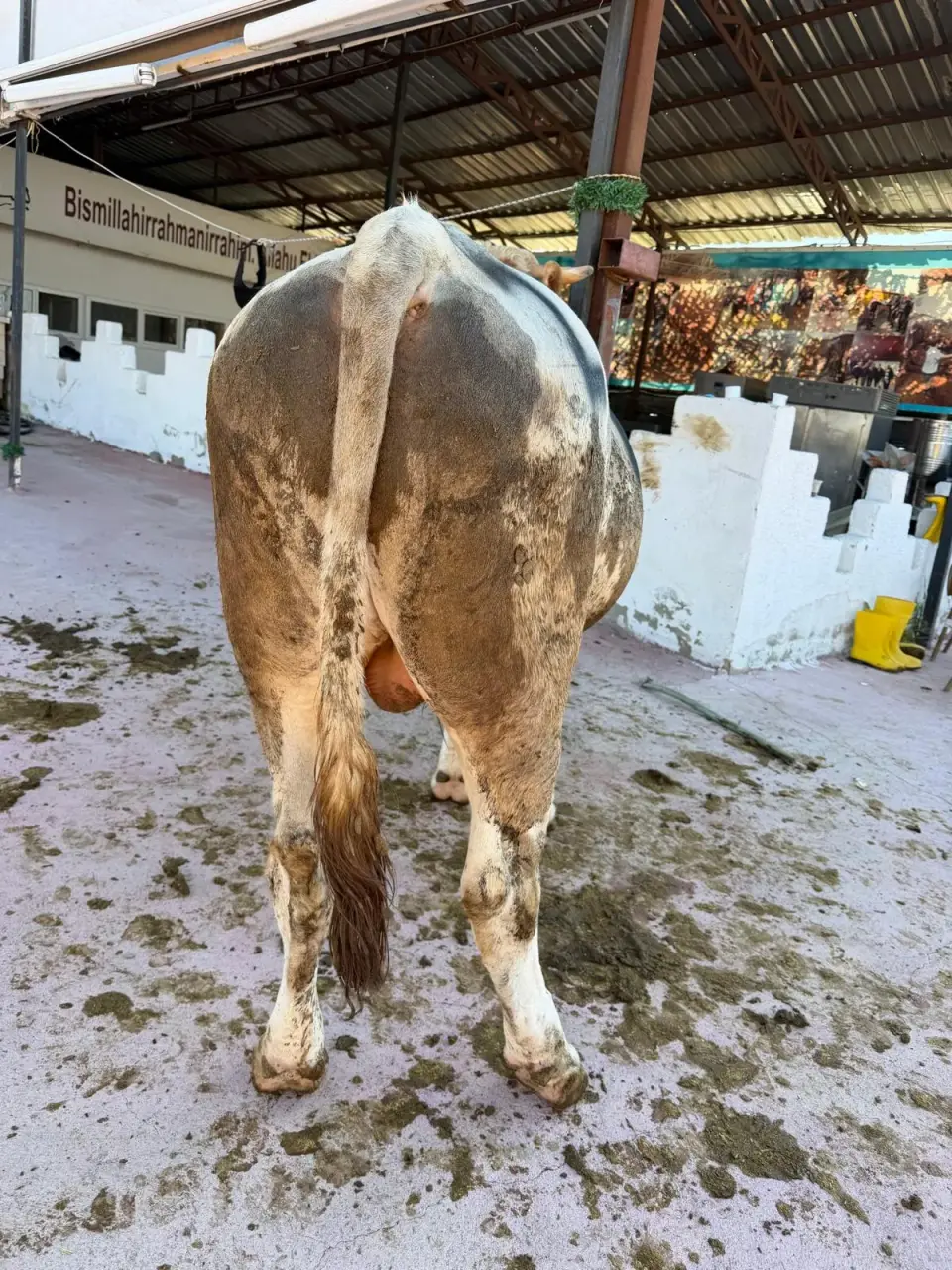 Y2-Simmental görsel 4
