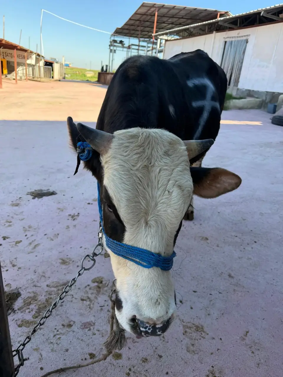 Y7-Simmental görsel 2
