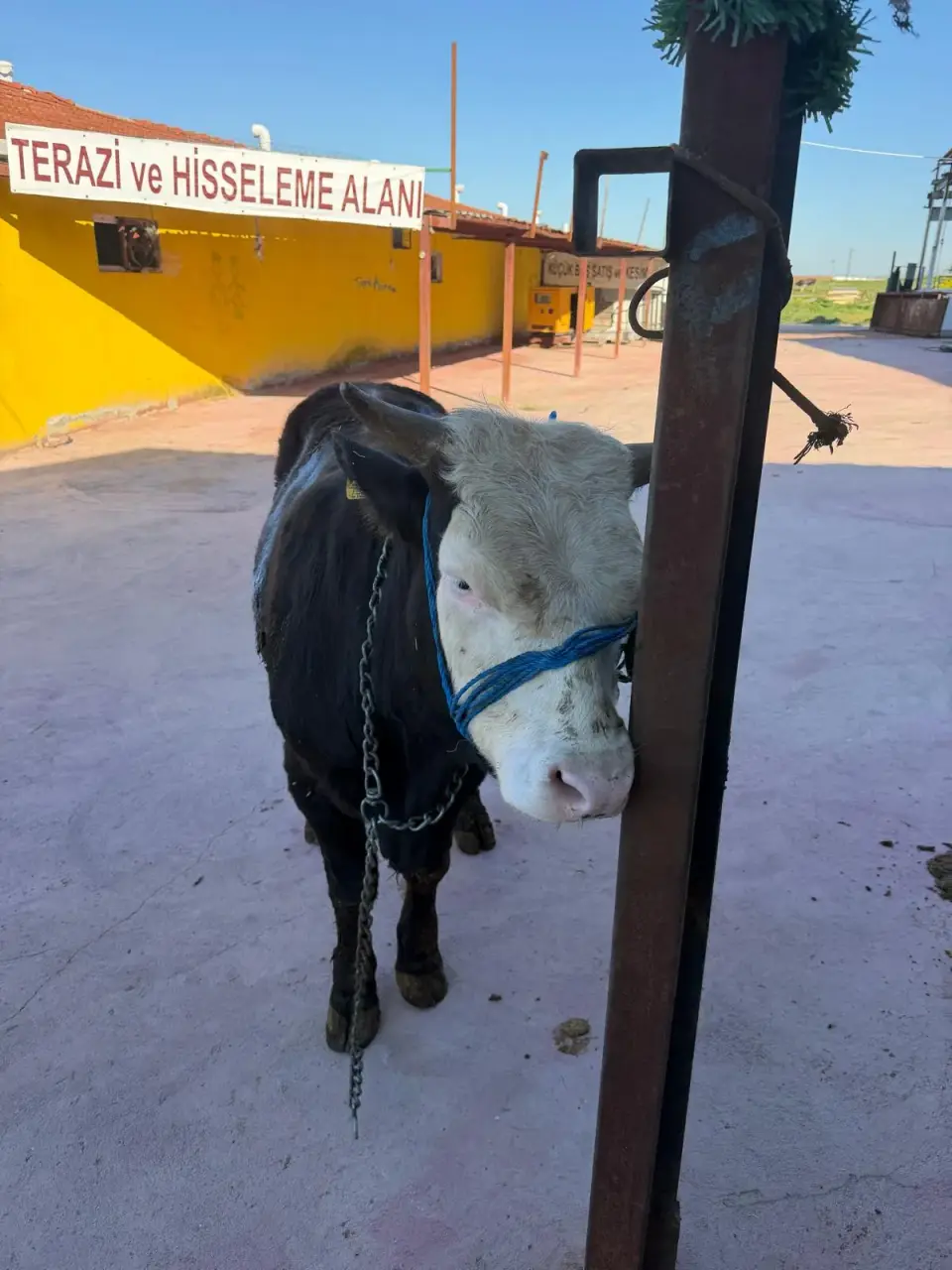 Y15-Simmental görsel 3