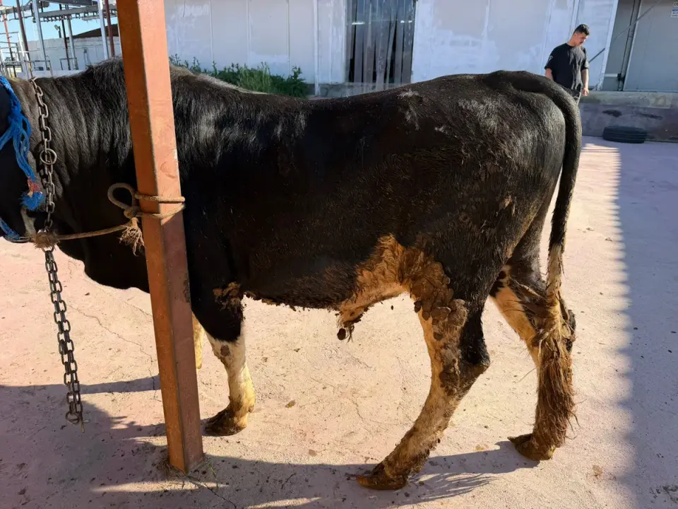 Y10-Simmental görsel 2