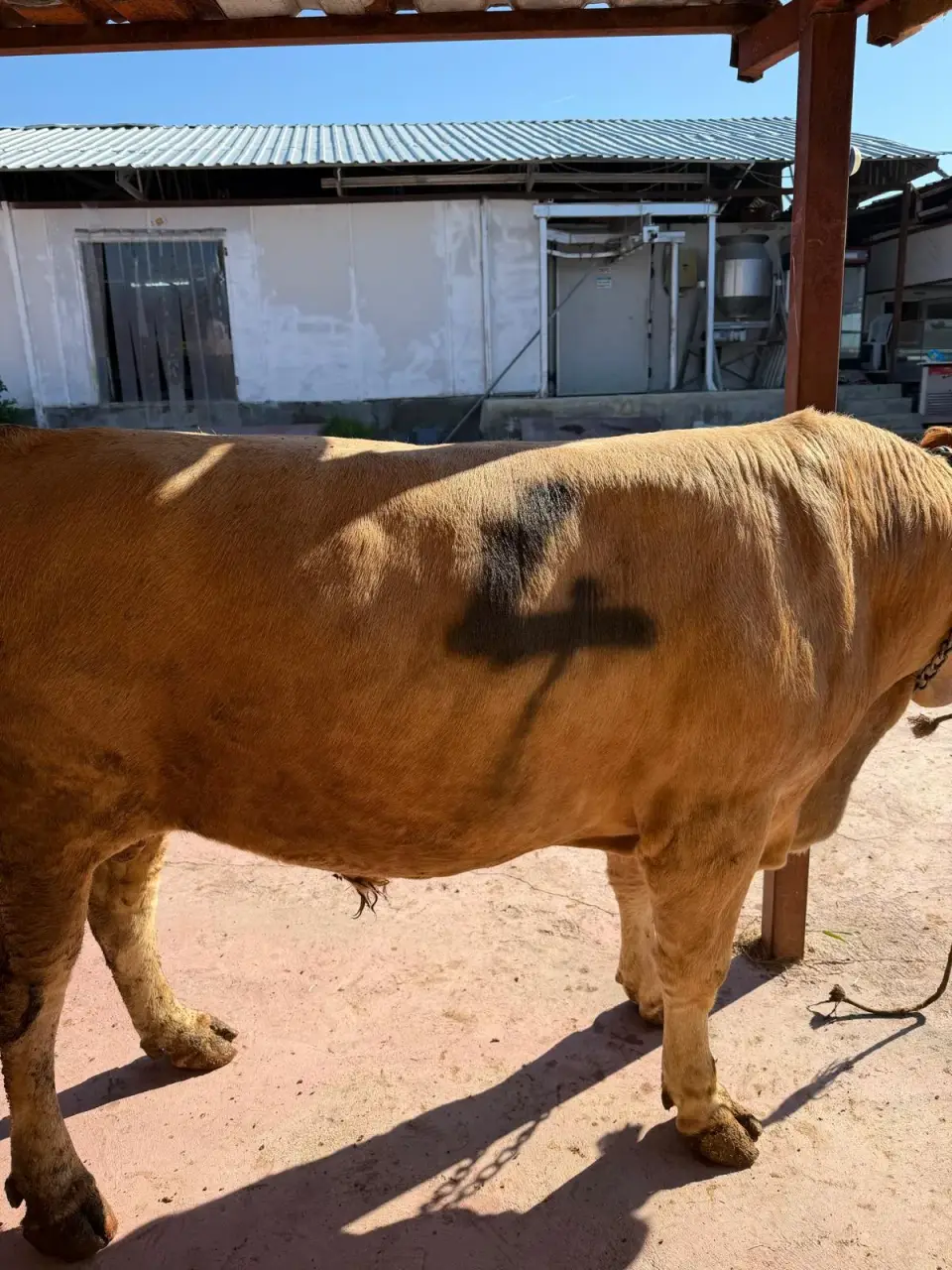Y4-Simmental görsel 3