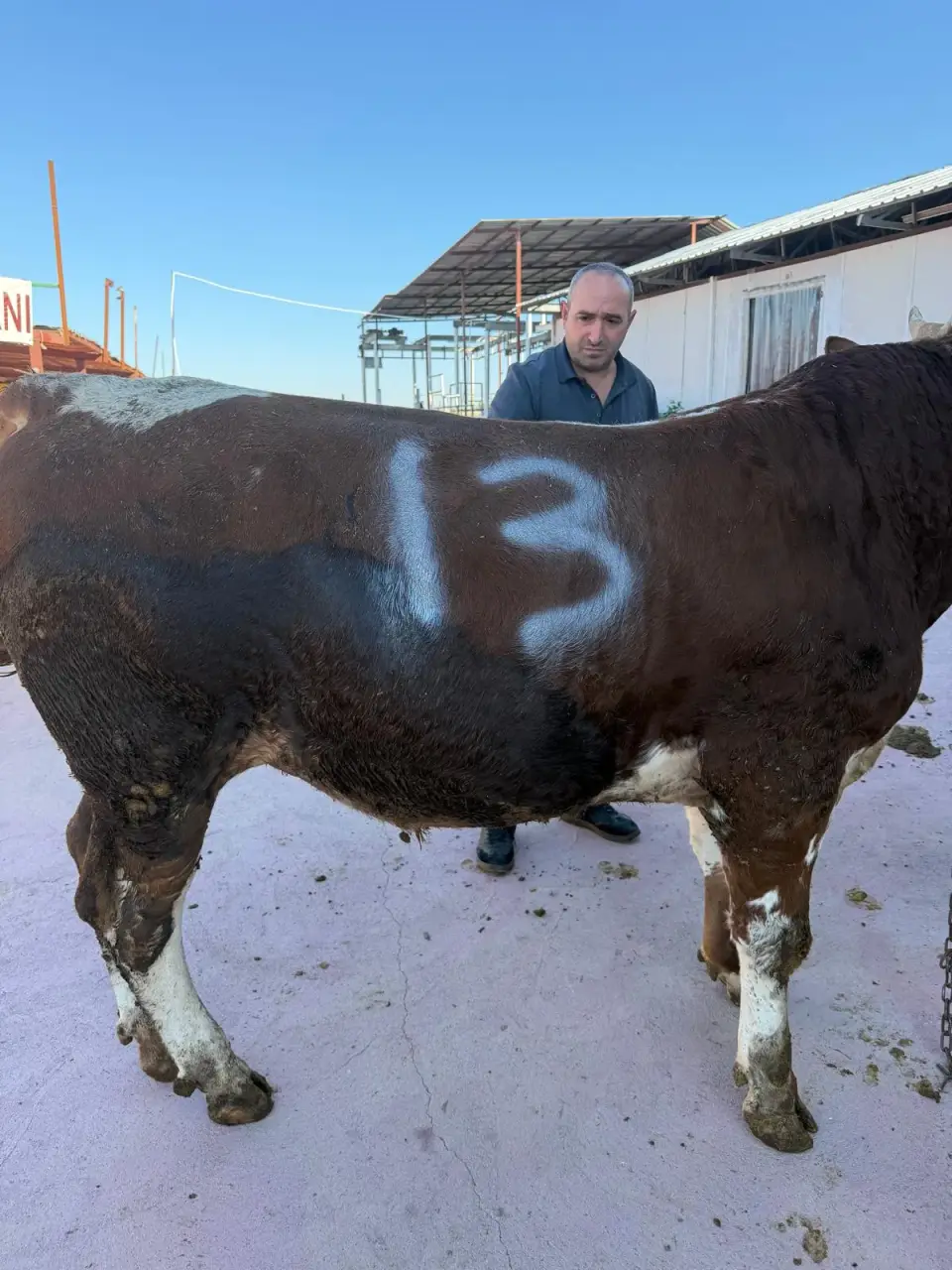 Y13-Simmental