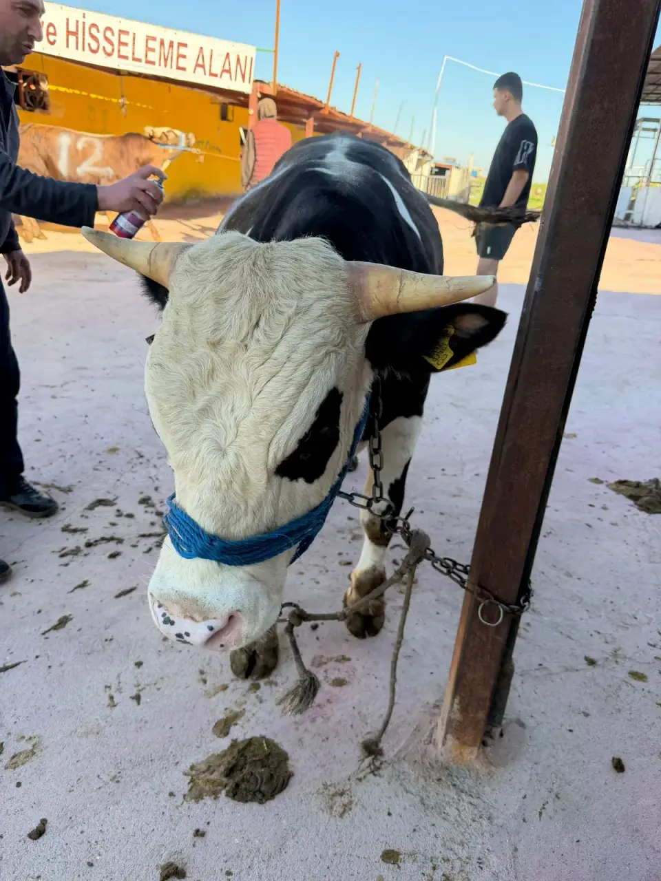 Y11-Simmental görsel 3