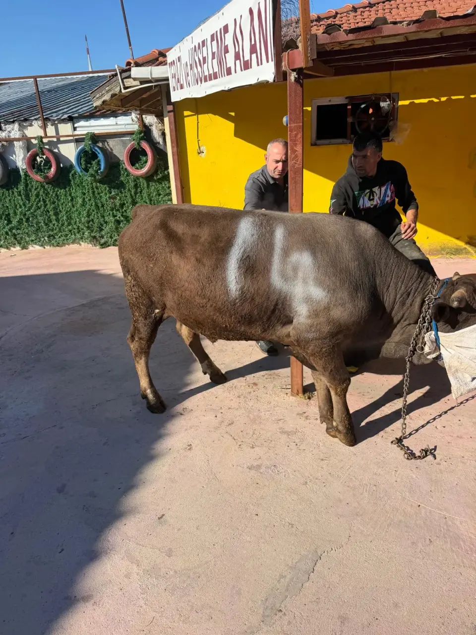 Y14-Simmental