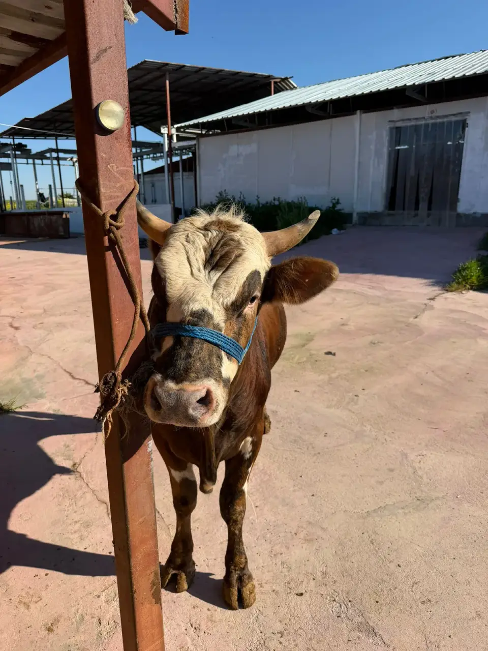 Y12-Simmental görsel 2