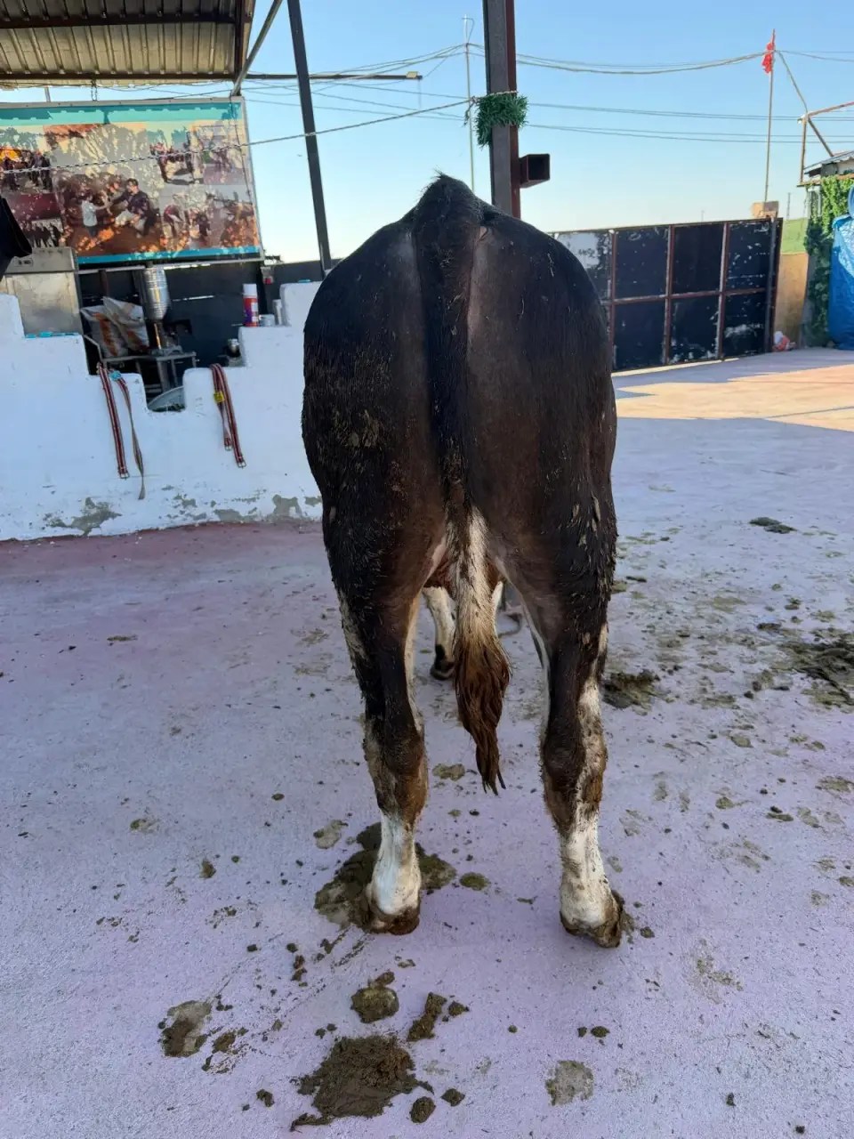 Y7-Simmental görsel 4